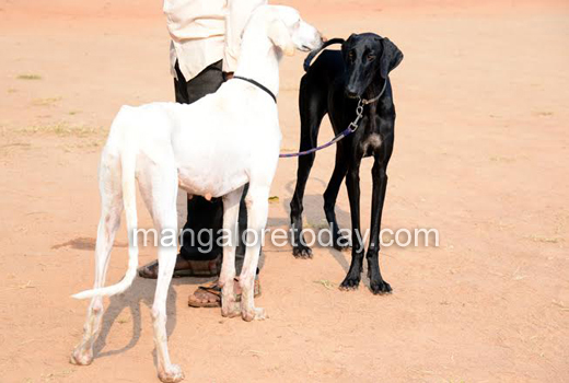 Dogs show 1